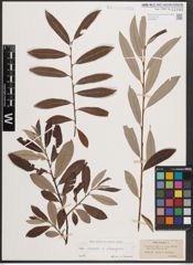 Foto von Salix caprea L. x Salix eleagnos Scop.
